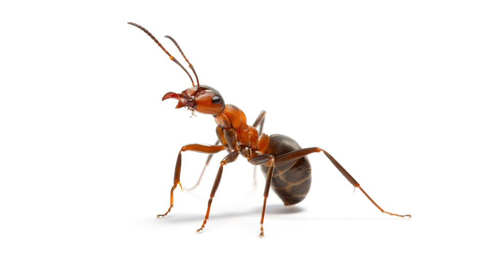 How do ants breathe? - BBC Science Focus Magazine